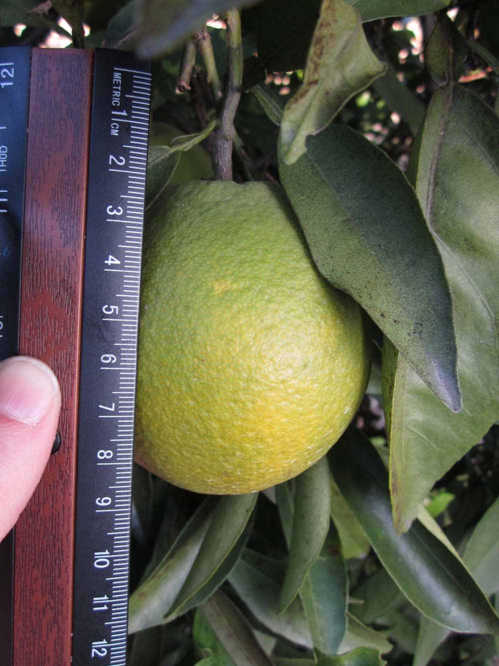              Immature fruit (Winter Haven, FL)       